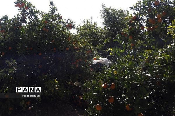 برداشت پرتقال درداراب فارس