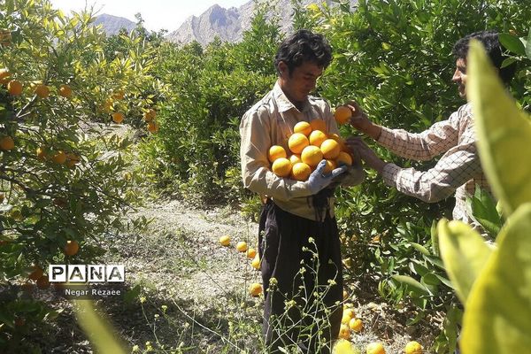 برداشت پرتقال درداراب فارس