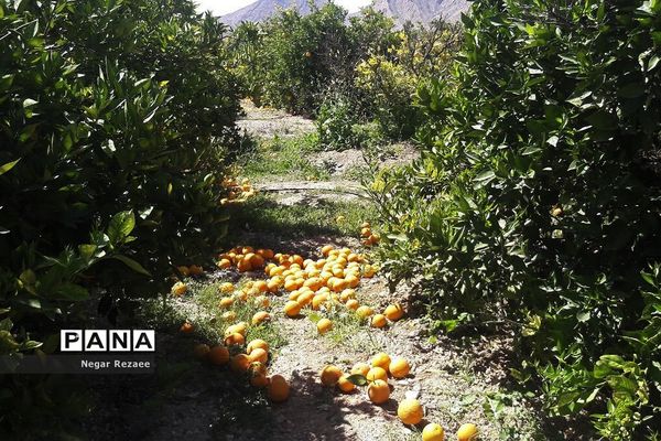 برداشت پرتقال درداراب فارس