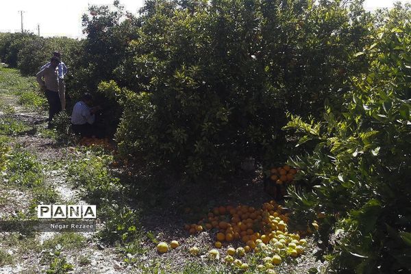 برداشت پرتقال درداراب فارس