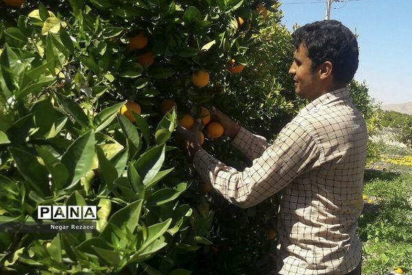 برداشت پرتقال درداراب فارس
