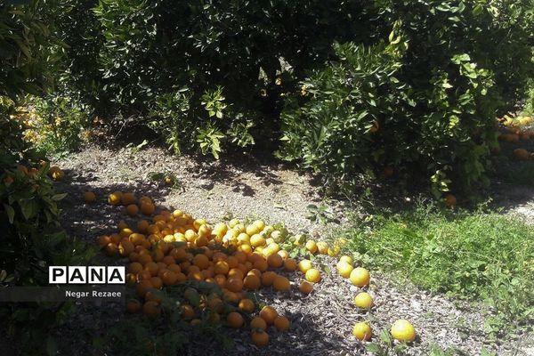 برداشت پرتقال درداراب فارس