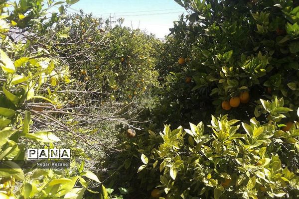 برداشت پرتقال درداراب فارس