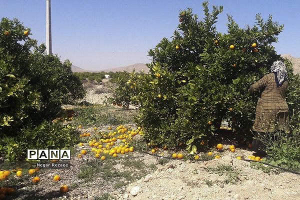 برداشت پرتقال درداراب فارس