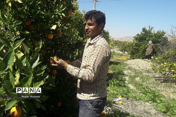 برداشت پرتقال درداراب فارس