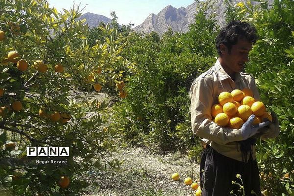 برداشت پرتقال درداراب فارس