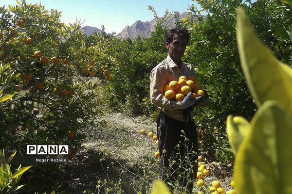 برداشت پرتقال درداراب فارس