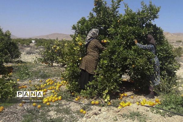 برداشت پرتقال درداراب فارس