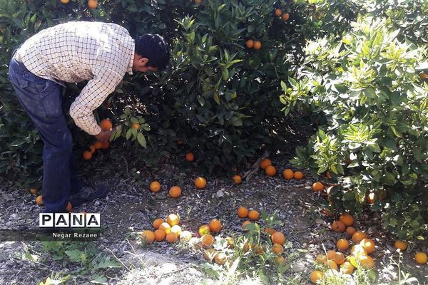 برداشت پرتقال درداراب فارس