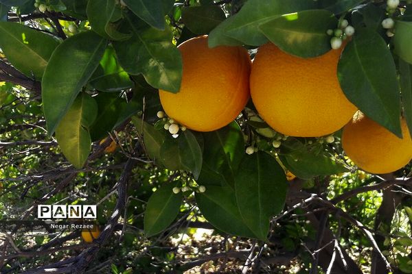 برداشت پرتقال درداراب فارس