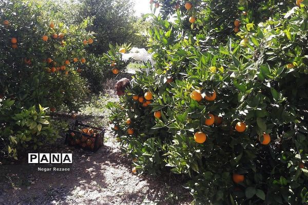 برداشت پرتقال درداراب فارس
