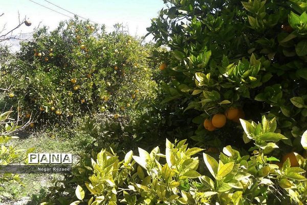 برداشت پرتقال درداراب فارس
