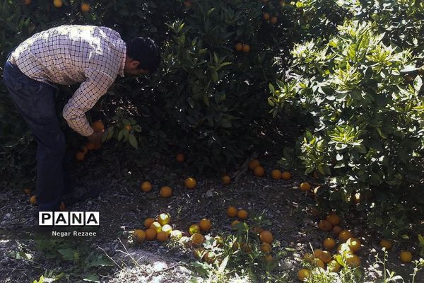 برداشت پرتقال درداراب فارس