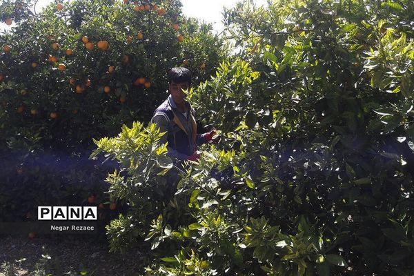 برداشت پرتقال درداراب فارس