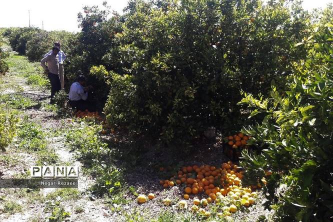 برداشت پرتقال درداراب فارس