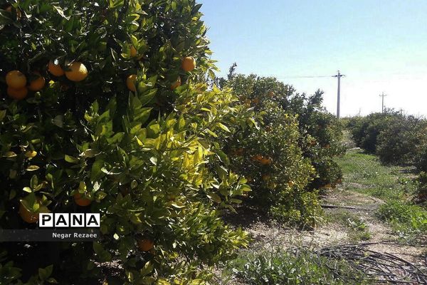 برداشت پرتقال درداراب فارس