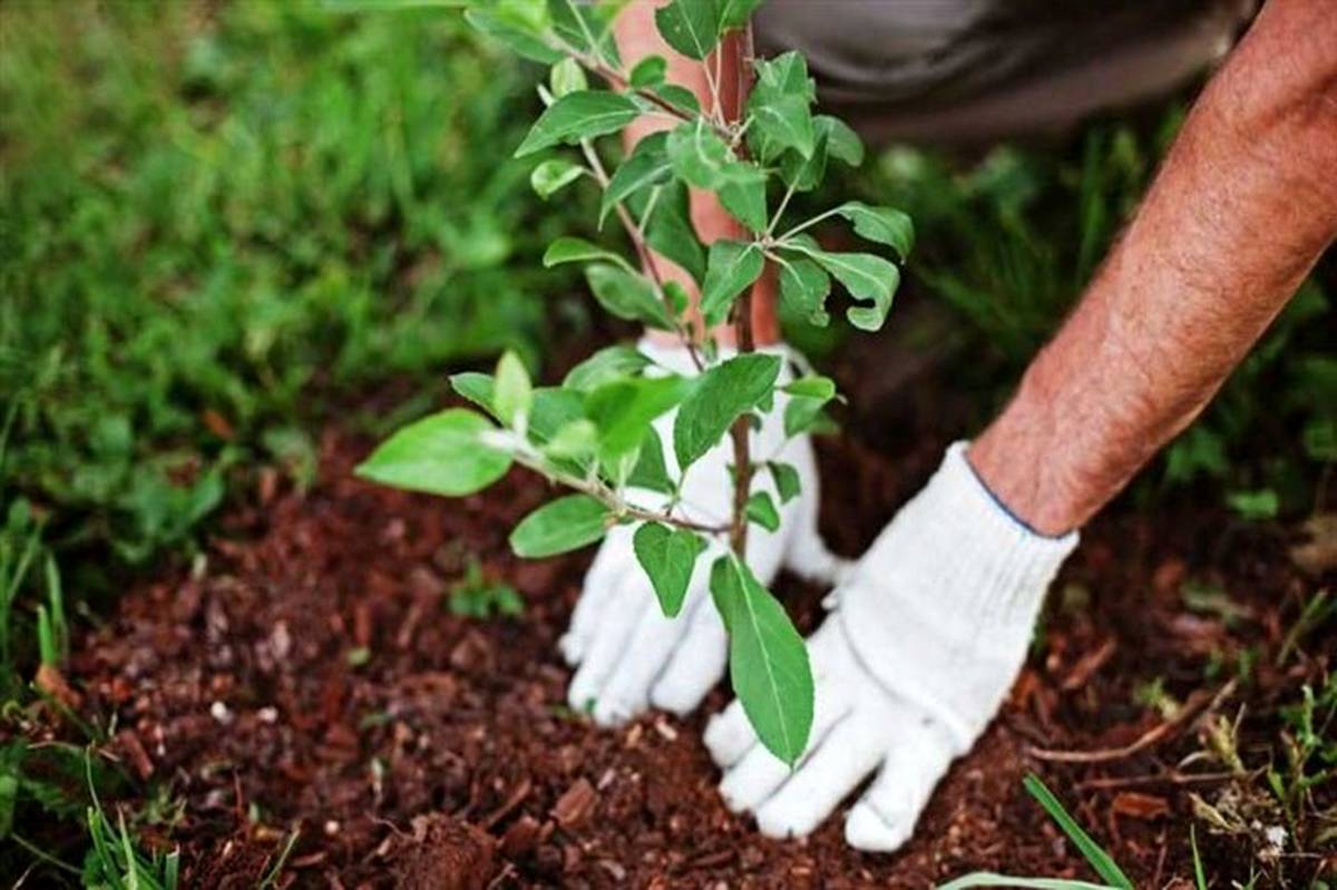 سالانه بیش از 10 میلیون اصله نهال در میاندوآب تولید می شود