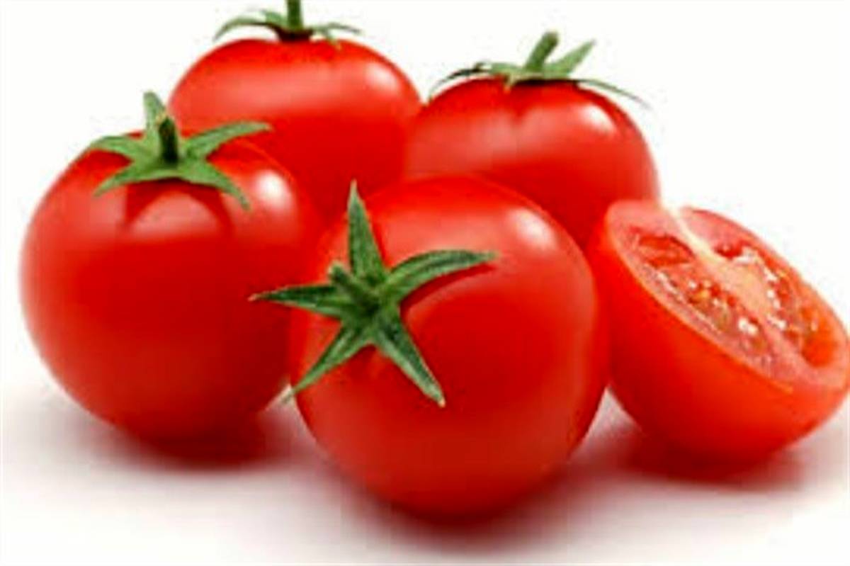 برداشت گوجه فرنگی  در منطقه شبانکاره آغاز شد