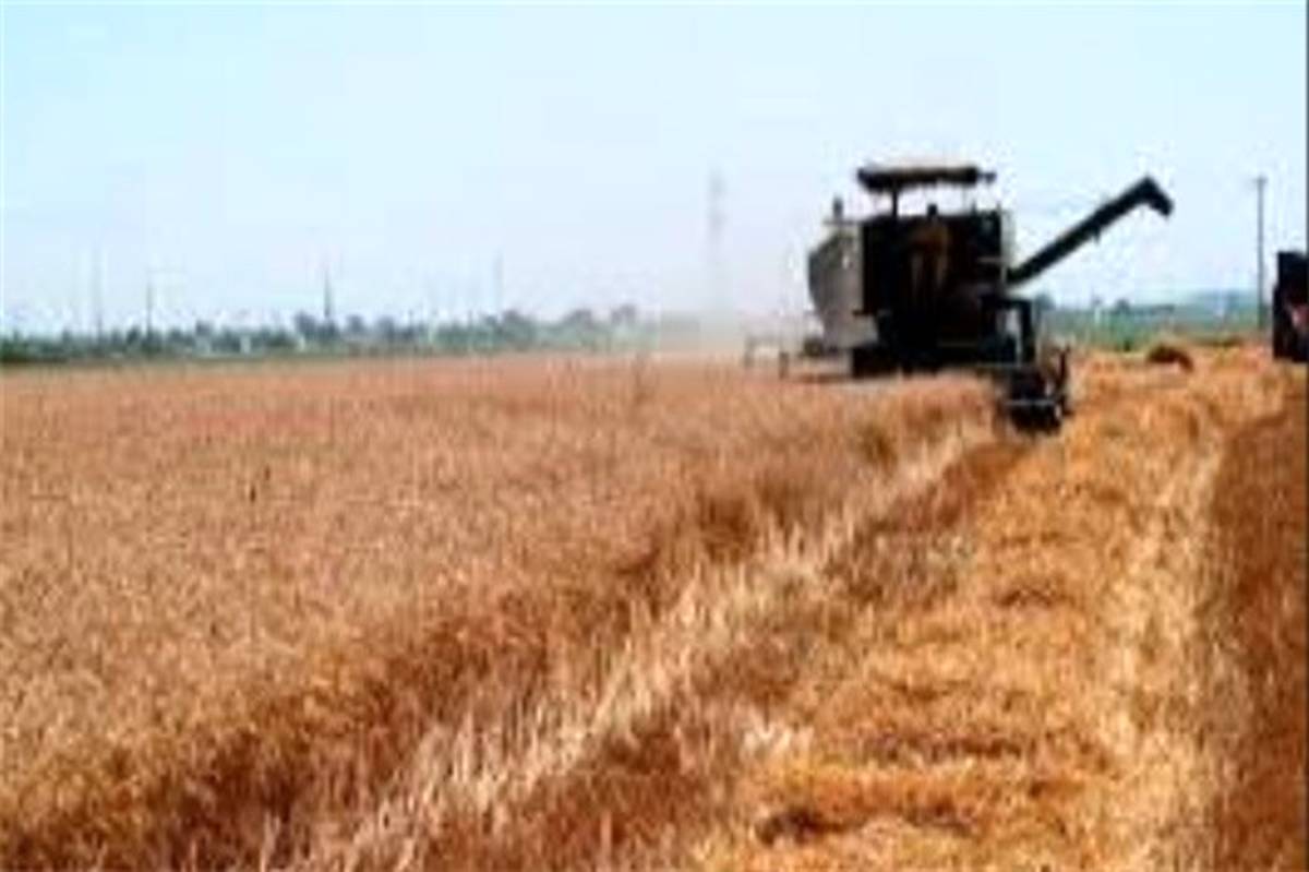 500 تن گندم در جنوب سیستان و بلوچستان برداشت شد