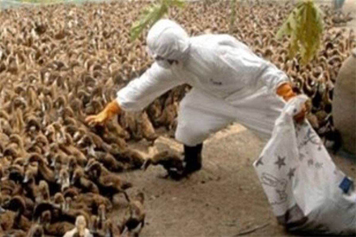 آنفلوآنزای فوق حاد پرندگان 22 استان کشور را درگیر کرده است