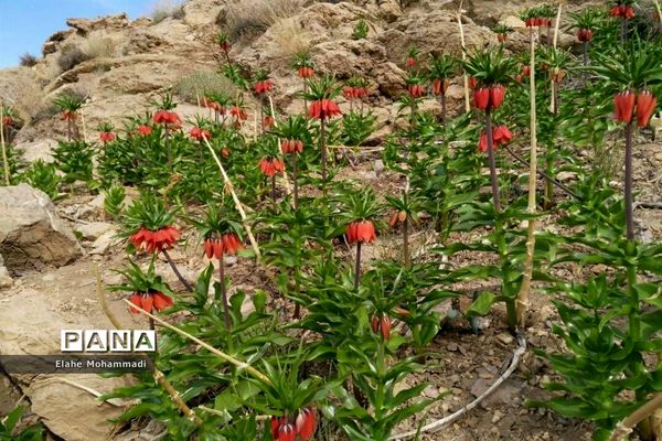 دشت لاله های واژگون مشکان