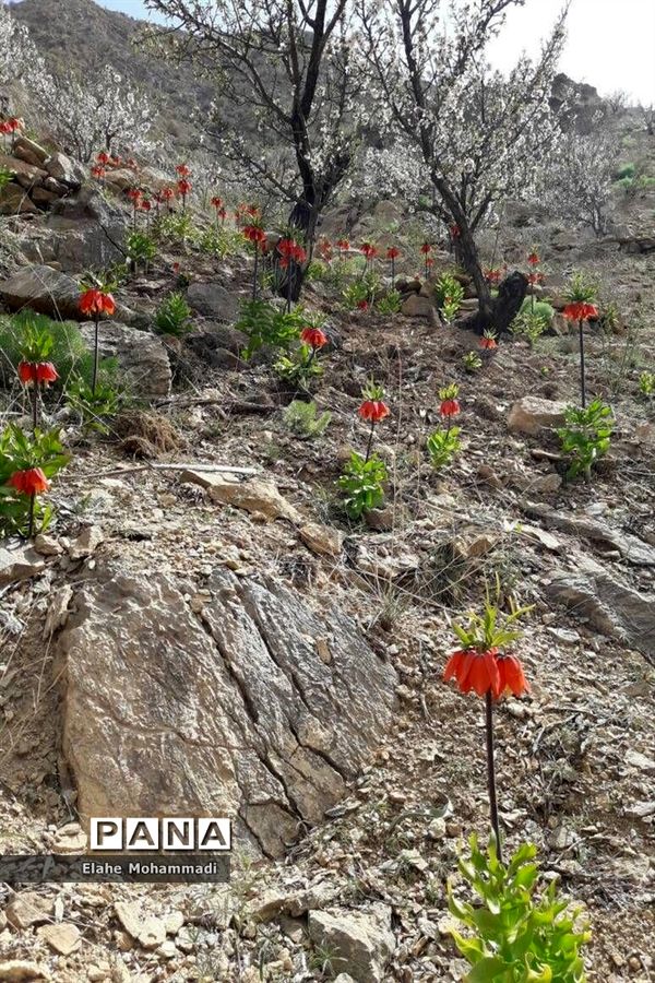 دشت لاله های واژگون مشکان
