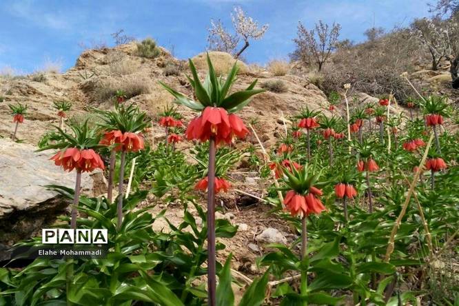 دشت لاله های واژگون مشکان