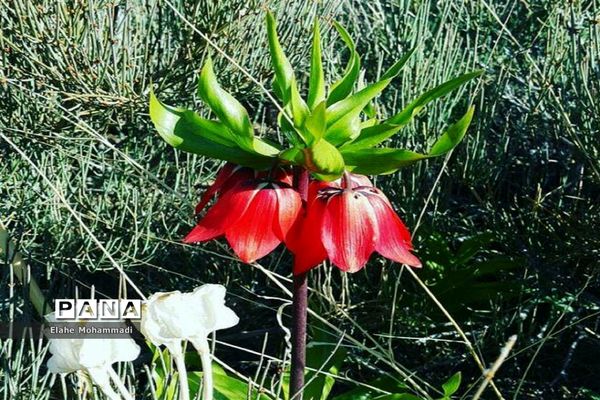 دشت لاله های واژگون مشکان