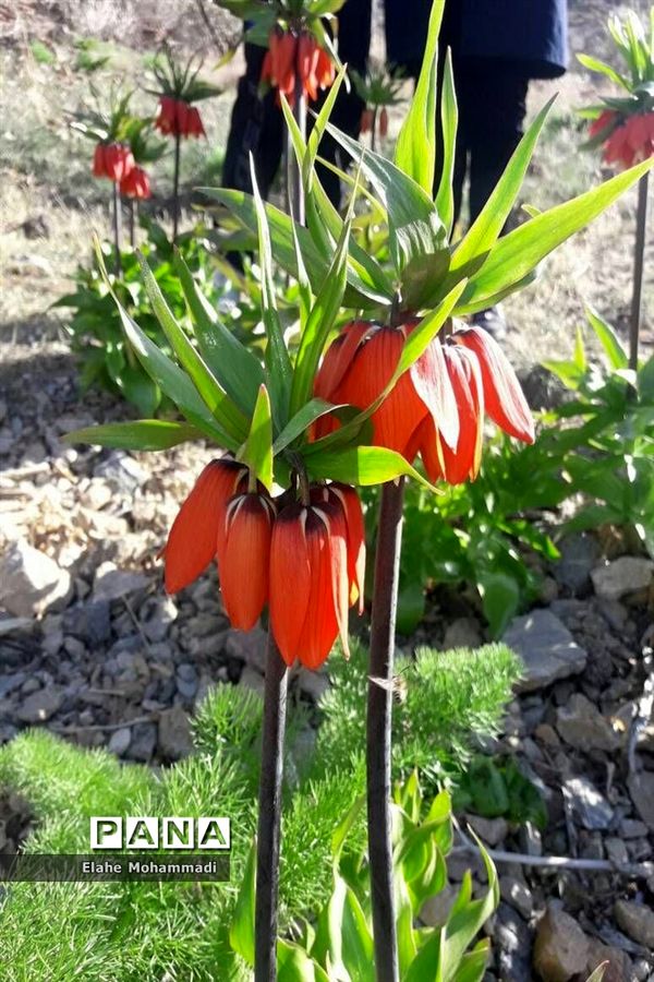 دشت لاله های واژگون مشکان