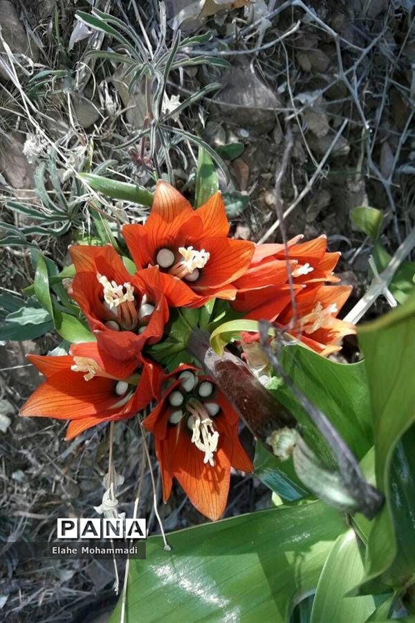 دشت لاله های واژگون مشکان