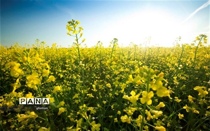 مدیر زراعت جهاد کشاورزی استان اردبیل : 26 هزار تن کلزا در استان اردبیل تولید می شود