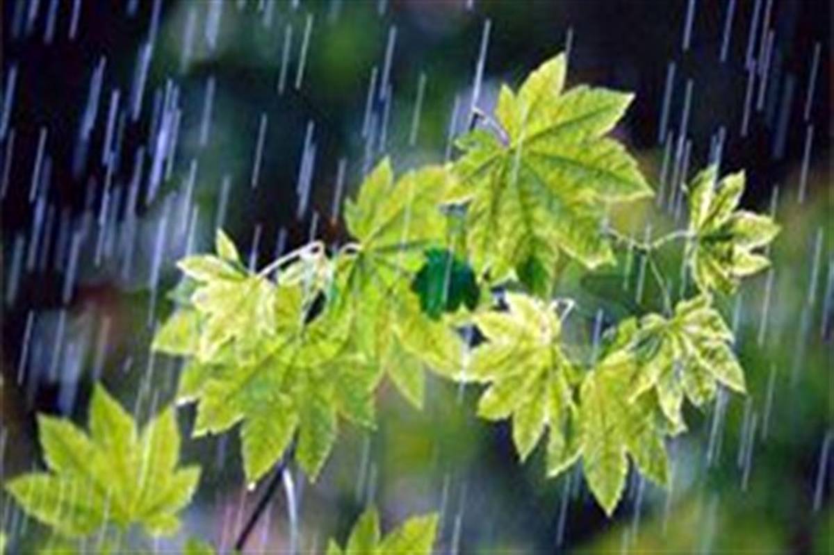 افزایش ۵۳درصدی بارندگی در مراغه