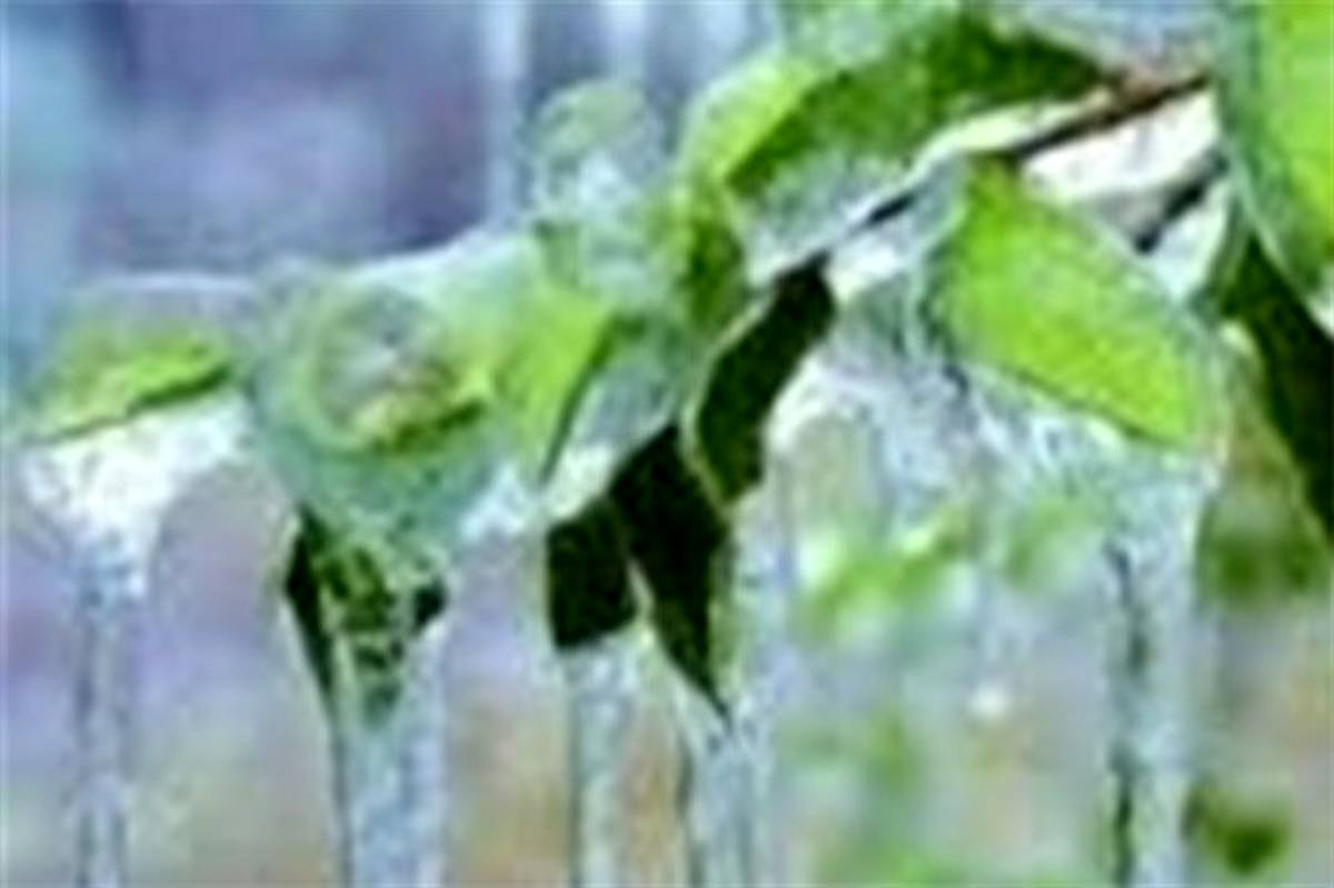 سرمازدگی ۱۰۷ میلیارد تومان به باغات آذربایجان غربی خسارت وارد کرد