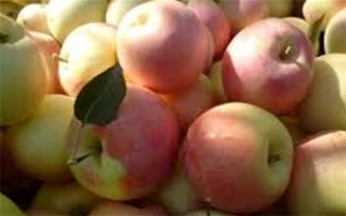 170 هزار تن سیب از شهرستان ارومیه صادر شد