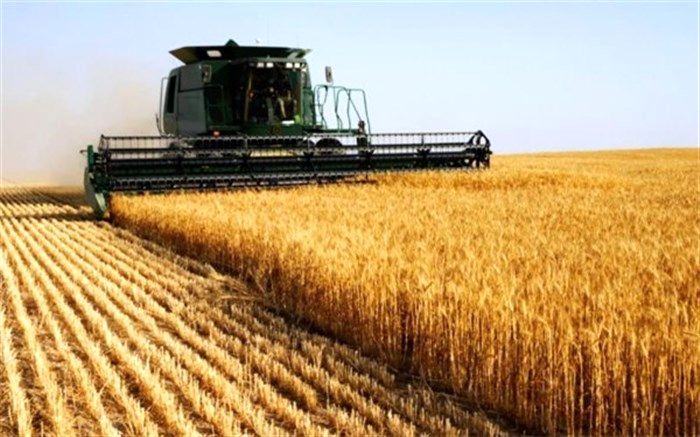 گندم تولید شده در استان اردبیل از کیفیت مطلوبی برخوردار است