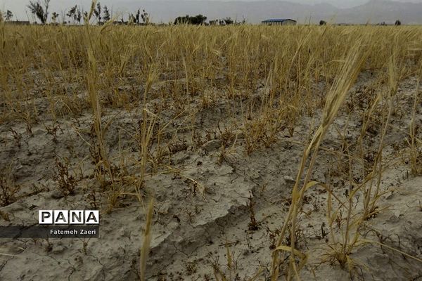 لامِرد خشک غرق در خشکسالی