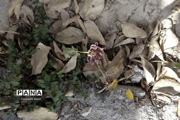 لامِرد خشک غرق در خشکسالی