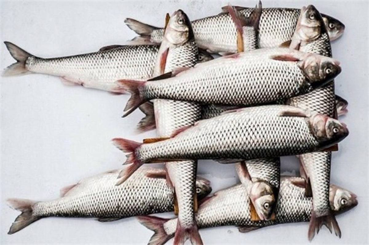 ۳۶۰۰ تن انواع ماهی گرمابی از دریاچه پشت سد ارس صید شد