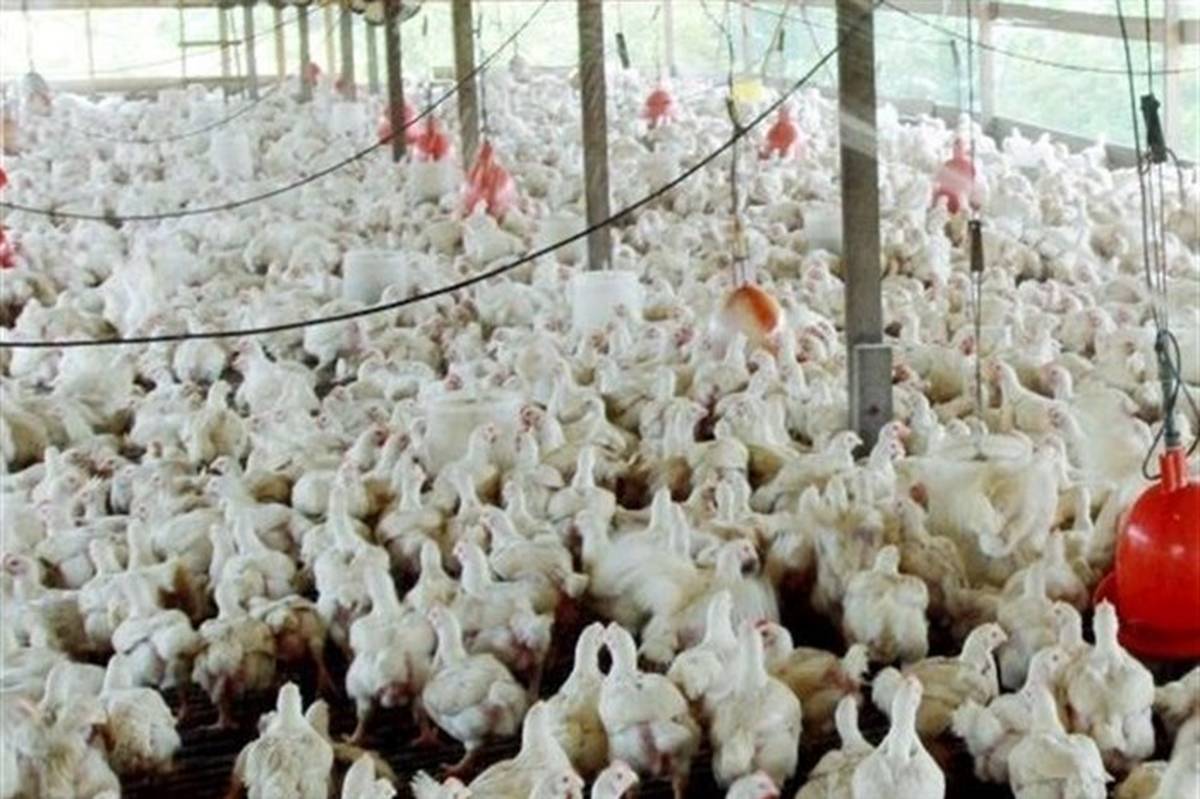 تولید بیش از ۳۰۰ هزار تن گوشت مرغ در استان گلستان