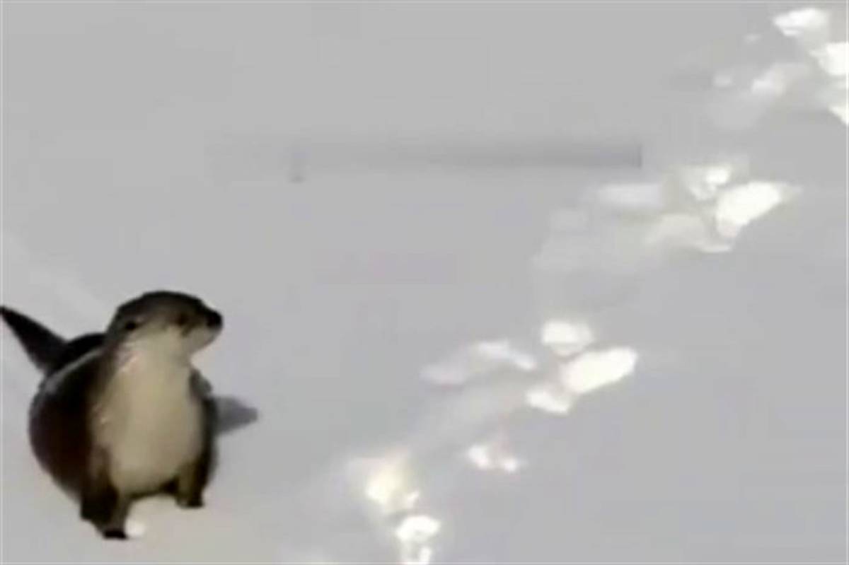 تصاویر جالب از بازیگوشی سمور آبی در برف!