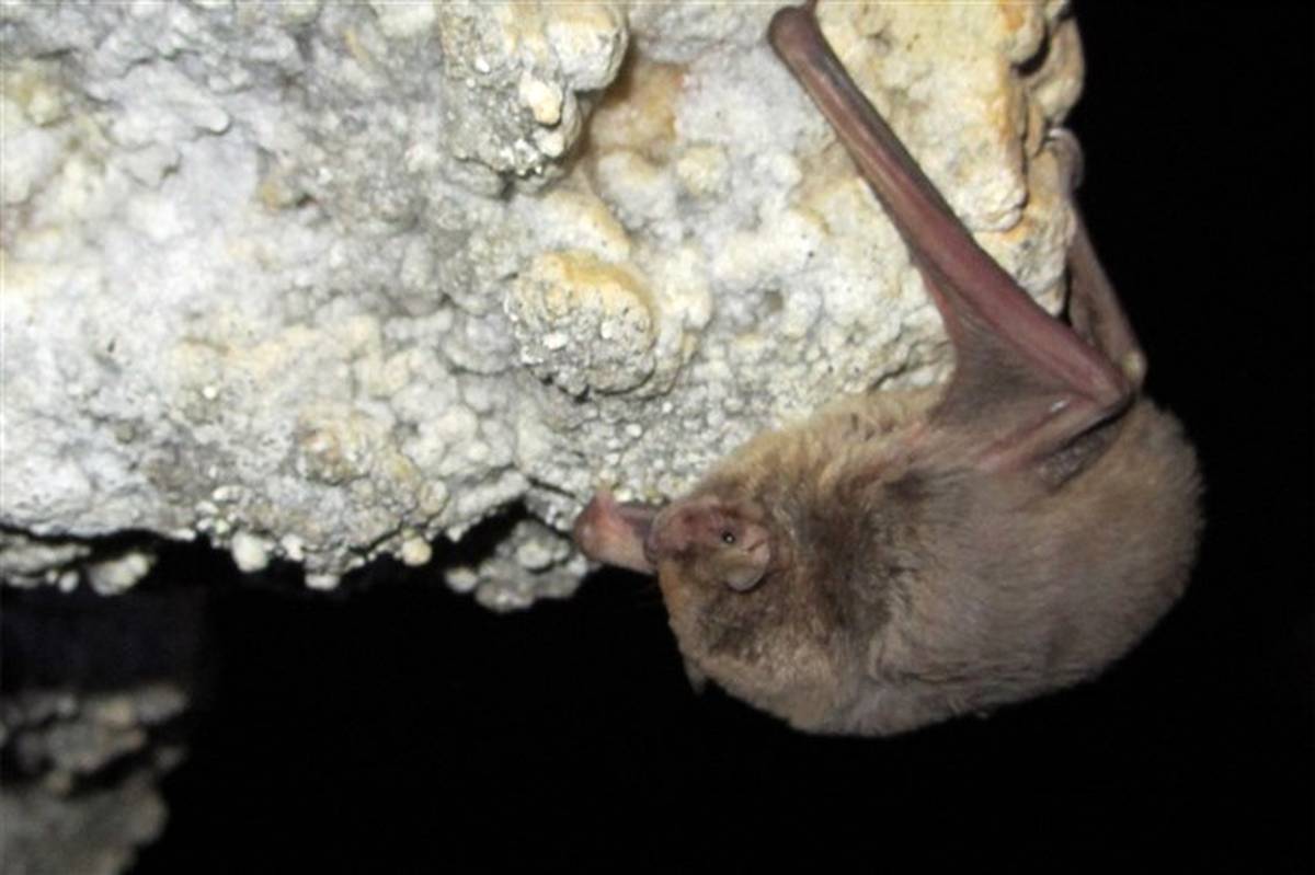 تهدید برای تنوع زیستی ایران به خفاش‌ها رسید