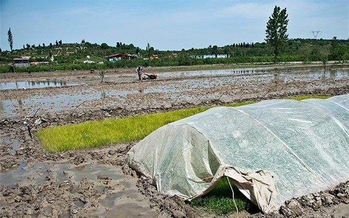 تصاویر/ بلایی که کم‌آبی سر شالیزارهای مازندران آورد!