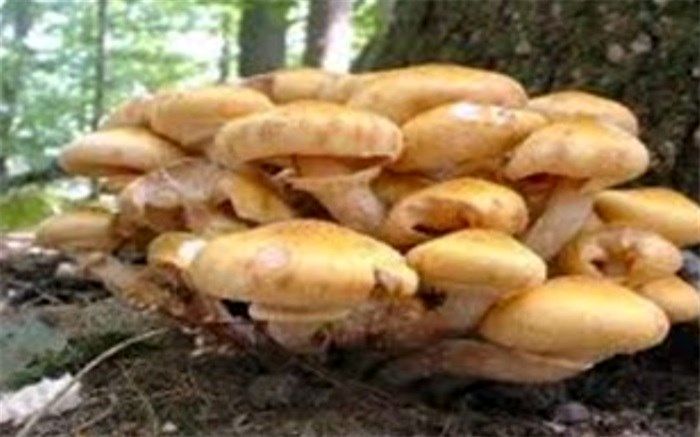 مسمومیت ۹ نفر بر اثر استفاده از قارچ های سمی در سلماس
