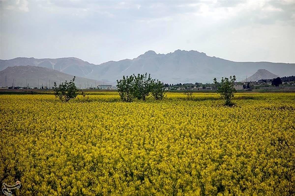 برپایی ۴۸ مرکز خرید کلزا  در استان گلستان