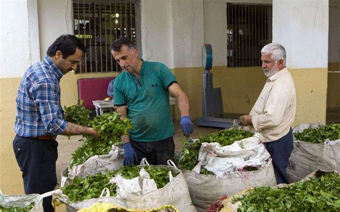 افزایش بهای برگ سبز، چایکاری را مقرون به صرفه می کند