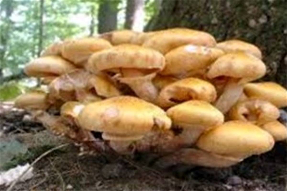 مردم از مصرف و چیدن قارچ‌ها در طبیعت جداً خودداری کنند
