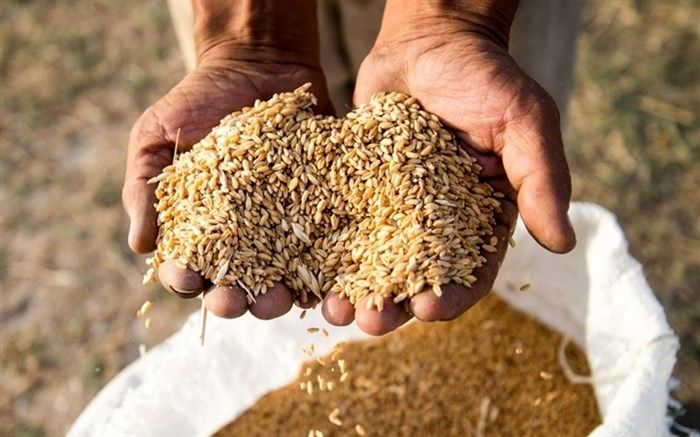 سرمایه‌گذار فرانسوی در تولید گندم مقاوم به کم‌آبی در اردبیل مشارکت می‌کند