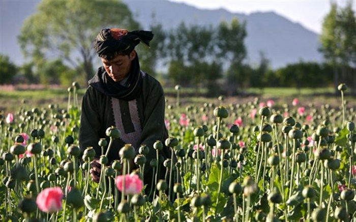 افزایش 2 برابری تولید تریاک در افغانستان