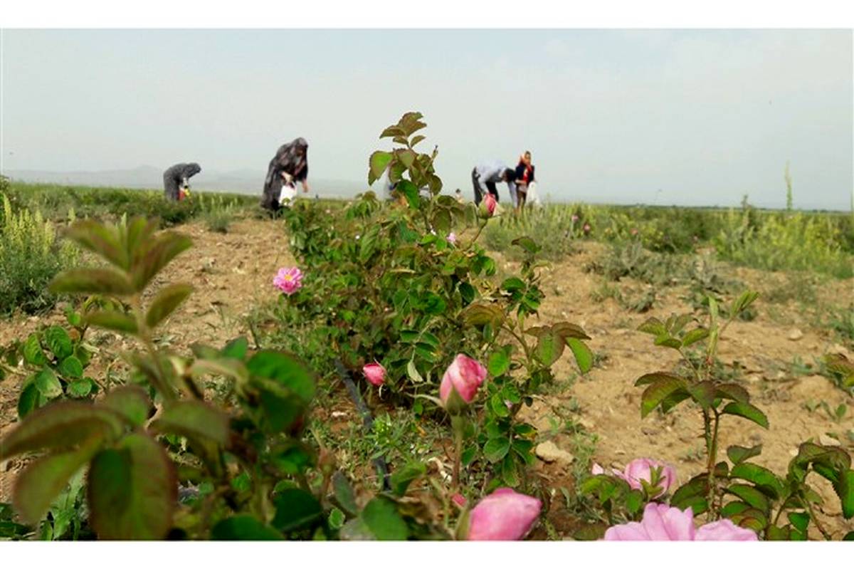 برداشت گل محمدی از سطح ۱۸ هکتار مزارع کشاوزی شهرستان قزوین آغاز شد