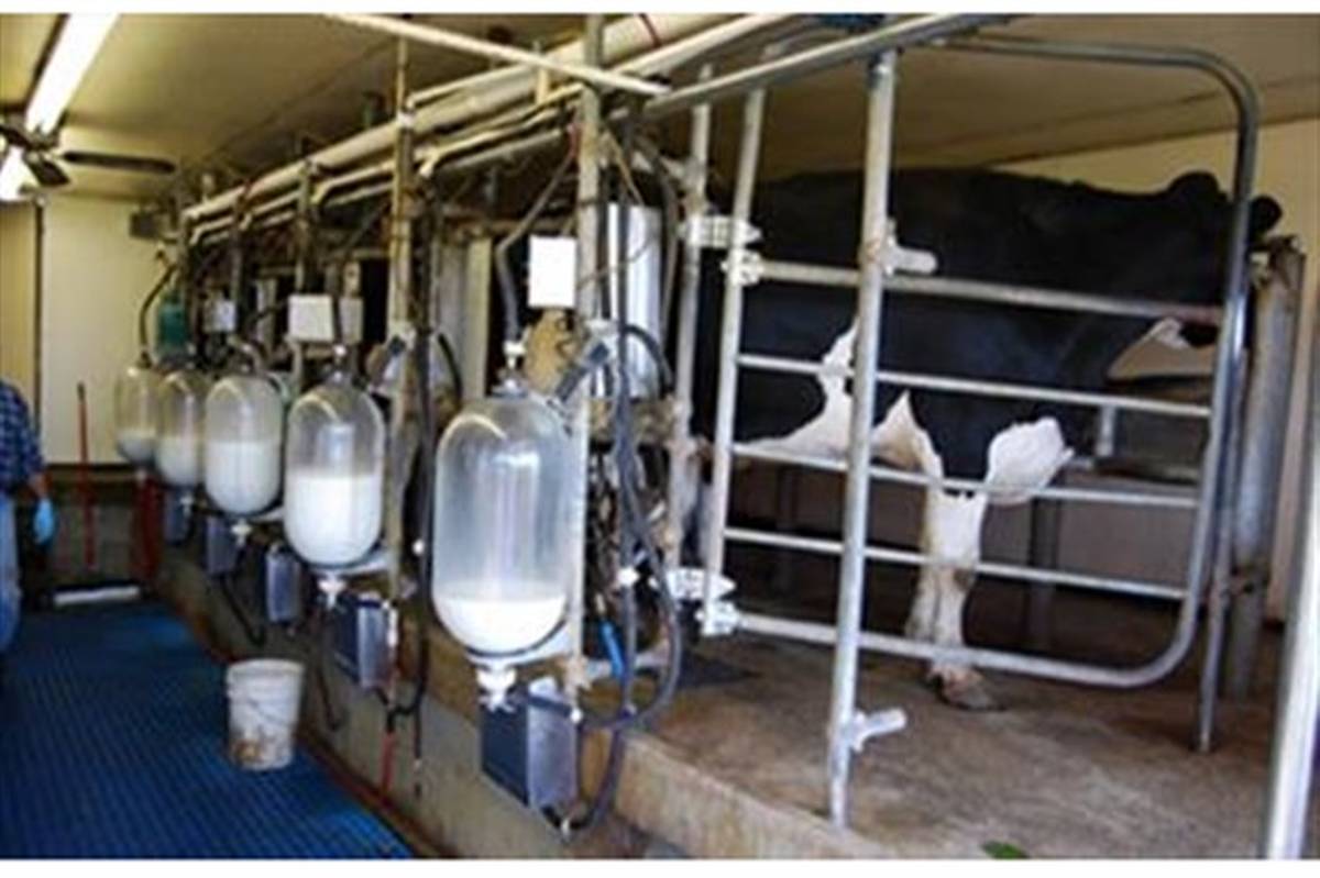 ۱۴۱ هزار تن شیر در واحدهای دامی شهرستان قزوین تولید شد